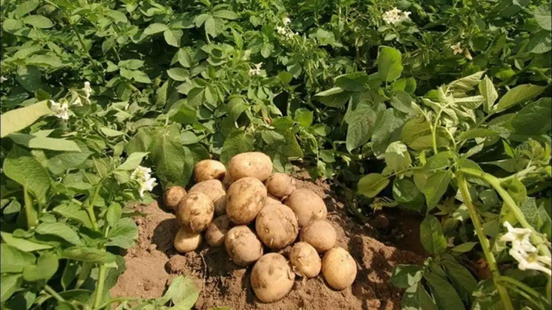 potato plantation