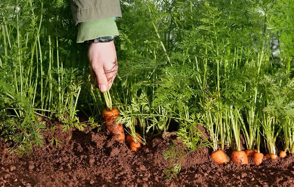 carrot plantation