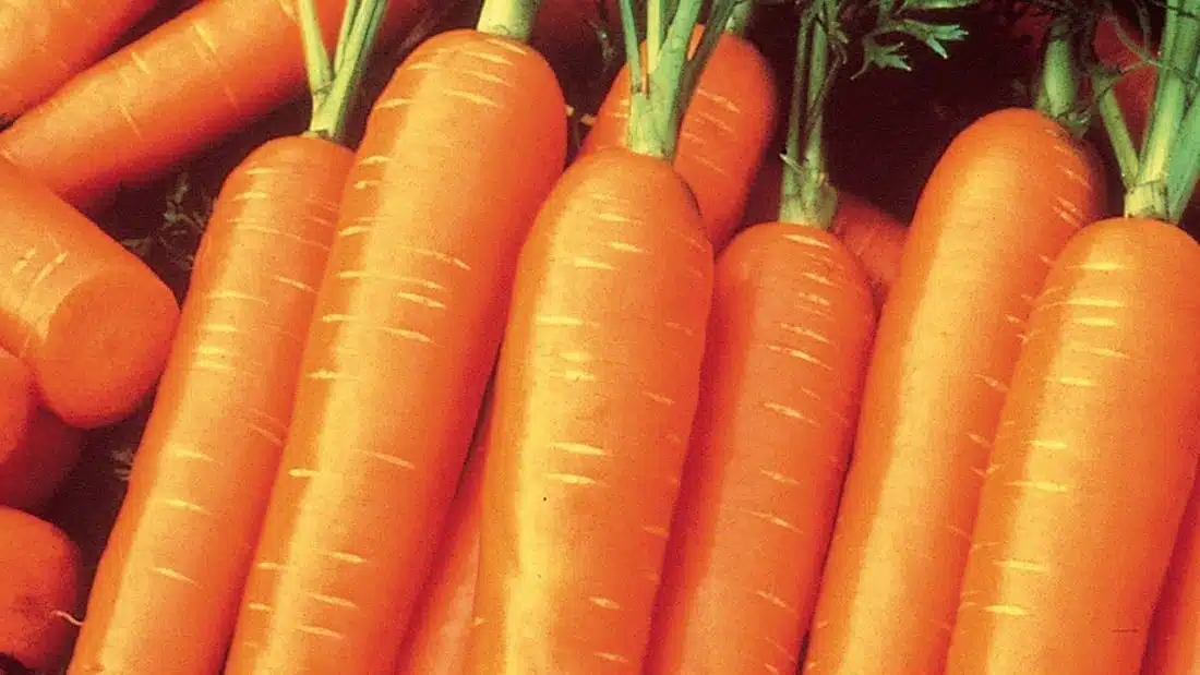 गाजर लागवड पद्धत carrot plantation
