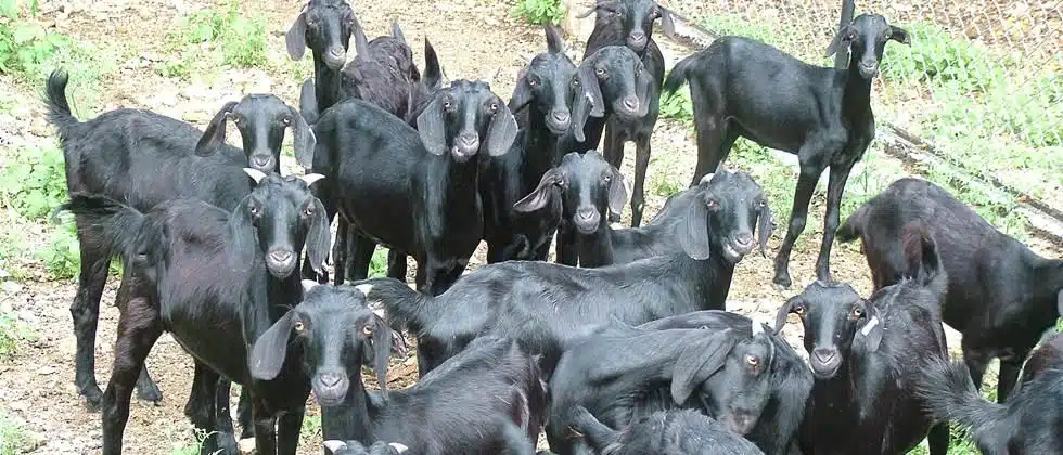 selection-goats