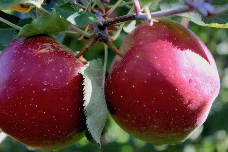 जाणून घ्या सफरचंदामळे आरोग्यास होणारे फायदे.... 'व्हिटॅमिन सी'