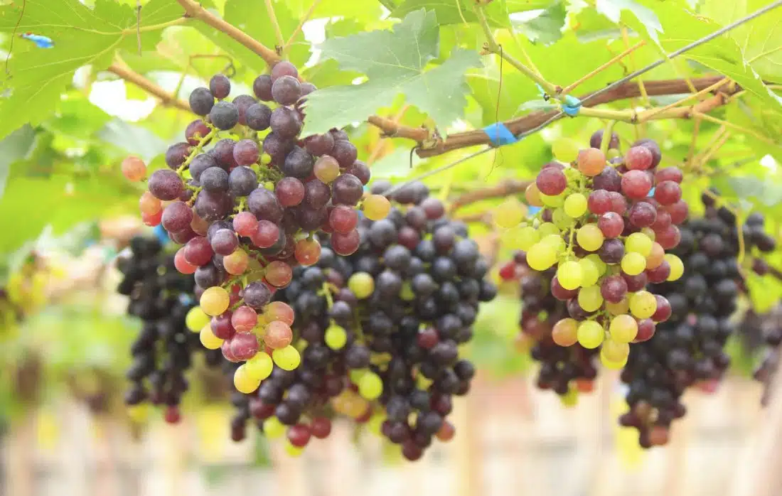 फेब्रुवारीच्या दुसऱ्या आठवड्यात द्राक्ष हंगामाला गती येईल 'व्हिटॅमिन सी'