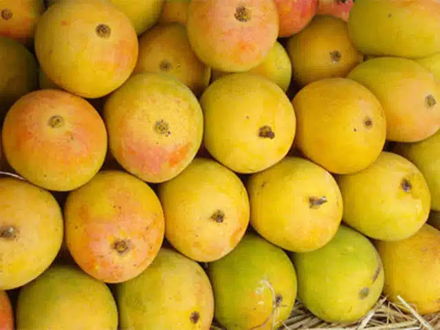 मुंबईच्या बाजार समितीत फळांचा राजा देवगड हापूस दाखल कांदा