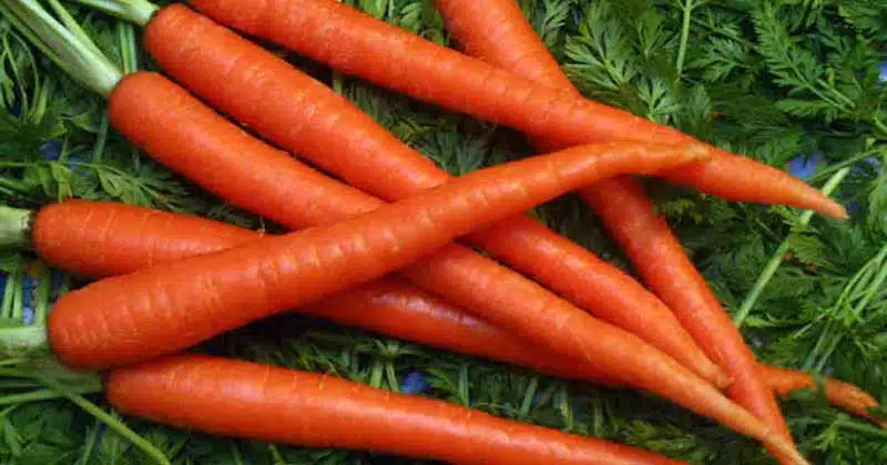 गाजर का महत्वाचं असत
