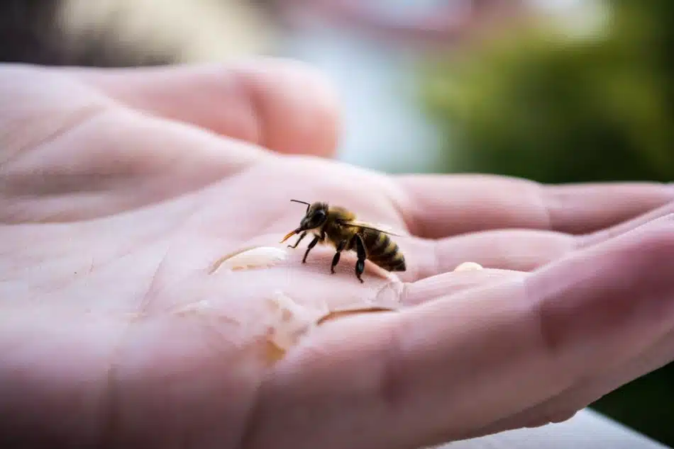 मधमाश्यांनी चावा घेतल्यावर कोणते उपचार घ्यावेत? जाणून घ्या फक्त एका क्लिकवर.. मधमाश्या
