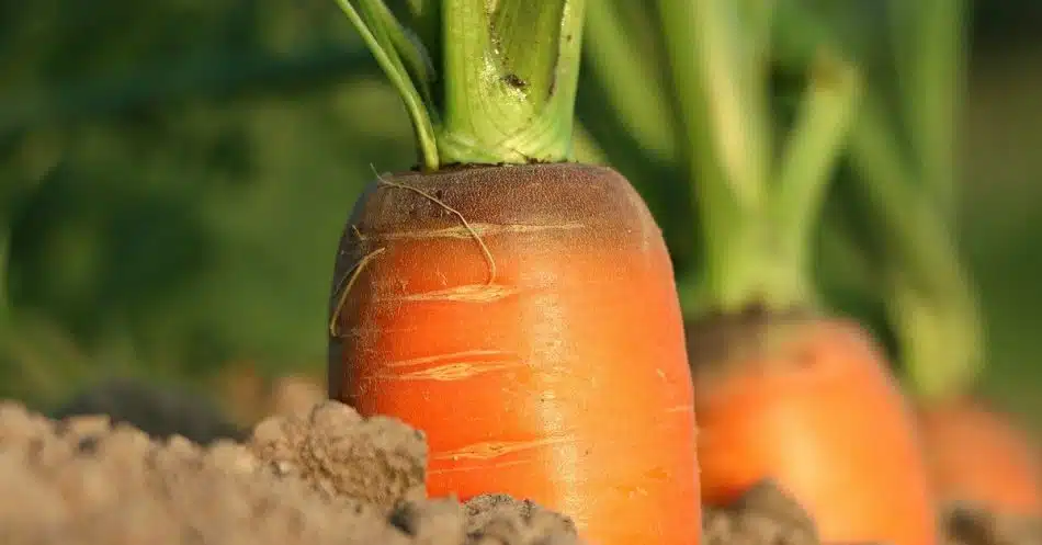 गाजर लागवड