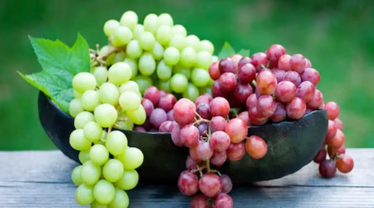 Grapes Benefits | हिवाळ्यात द्राक्षे खाल्याने मिळतात 'हे' आरोग्यदायी फायदे